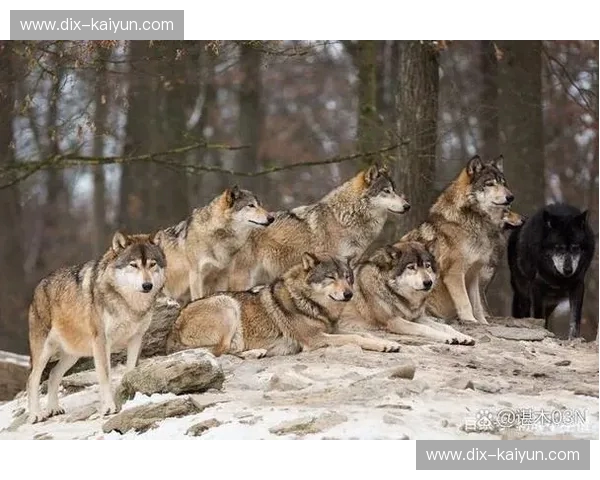 冰与火的博弈：当明尼苏达群狼遇上华盛顿的指尖魔法